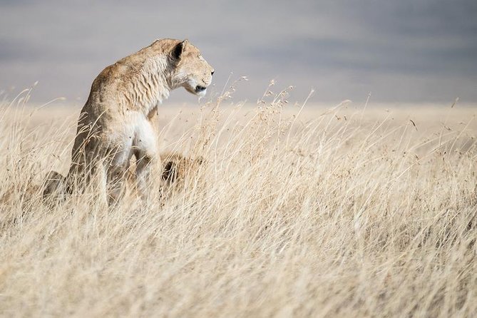 5 Day Serengeti, Tarangire, & Ngorongoro & Manyara Grass Root Safari. - Pickup and Transportation