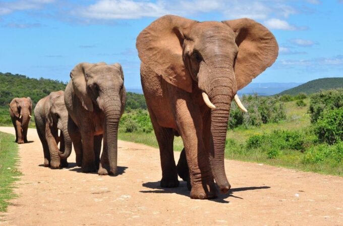 5 Day Small Group Garden Route Tour From CapeTown Dep Monday - Booking and Cancellation