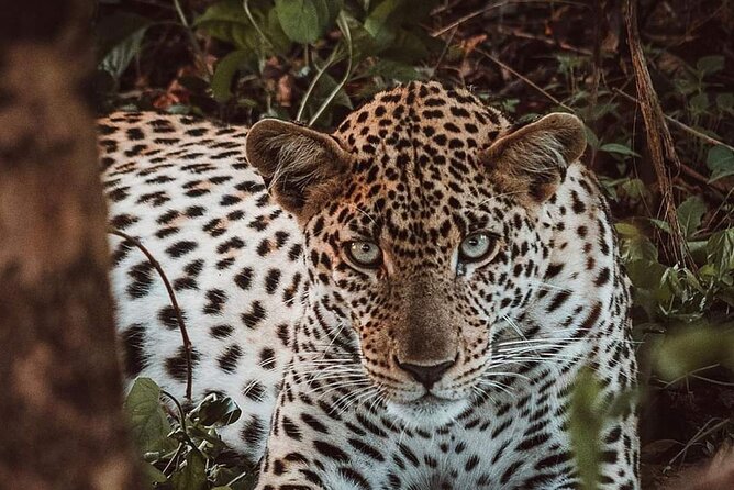 5-Day Tanzania Camping Safari - Accommodation and Camping Gear