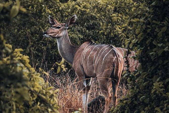 5-Day Tanzania Camping Safari - Meals and Drinks