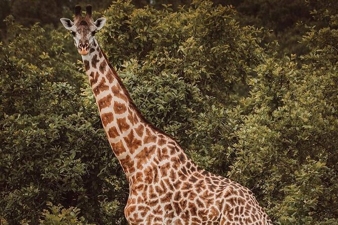 5-Day Tanzania Camping Safari - Visa and Travel Insurance