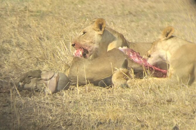 5-Day Tanzania Safari and Scenic Tour - Private Budget Safari - Cultural Immersion