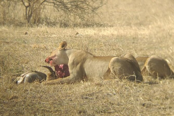 5-Day Tanzania Safari and Scenic Tour - Private Budget Safari - Accommodation Options