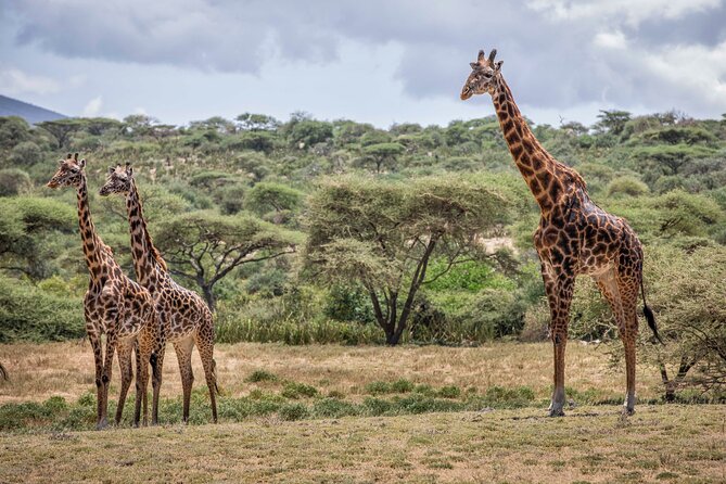 5 Day Tarangire, Serengeti, Crater & Manyara - Mid Range Private - Inclusions