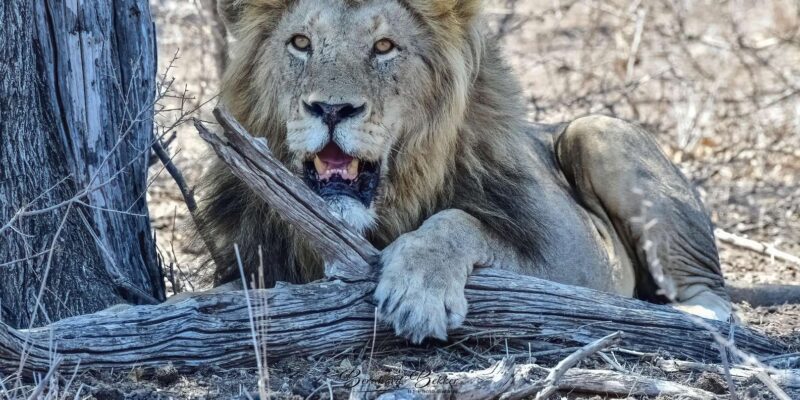 5 Day the Best of Kruger National Park Safari - Key Points