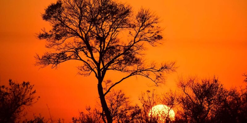 5 Day the Best of Kruger National Park Safari - Daily Itinerary