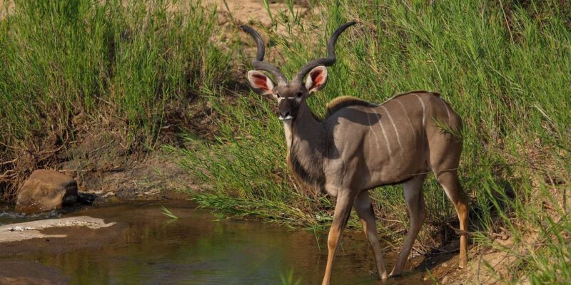 5 Day the Best of Kruger National Park Safari - Accommodation and Facilities