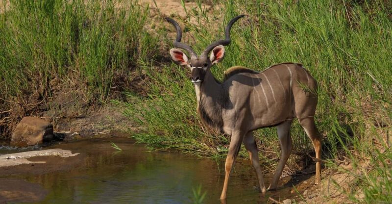 5 Day the Best of Kruger National Park Safari - Wildlife Experiences
