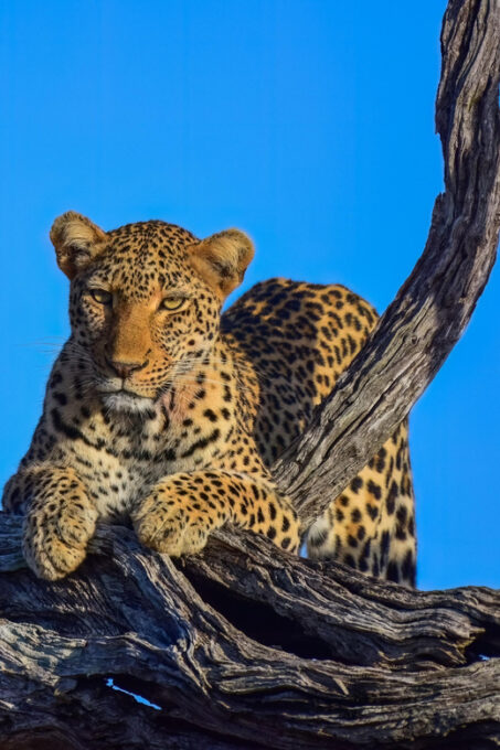 5 Day the Best of Kruger National Park Safari - Packing and Recommendations