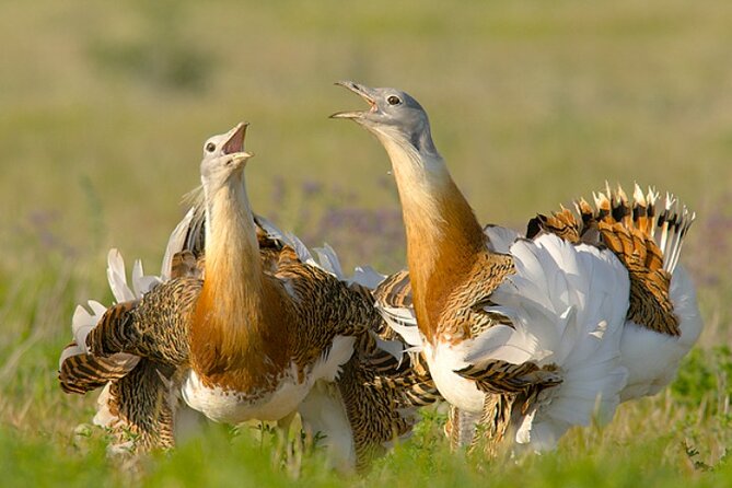 5-Day Tour in Search of Iberian Birds From Lisbon - Exploring the Birdlife of Seville