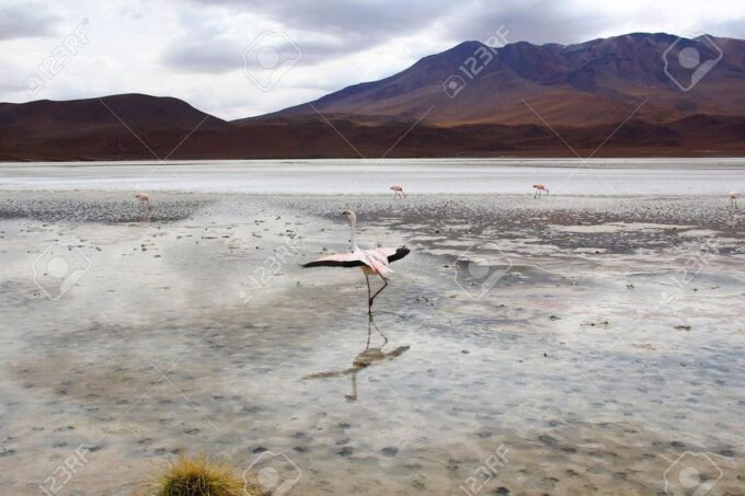 5-Day Tour of Uyuni and Red Lagoon - Contact Information