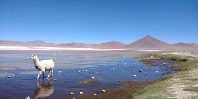 5-Day Tour of Uyuni and Red Lagoon With Bus Ride - Frequently Asked Questions