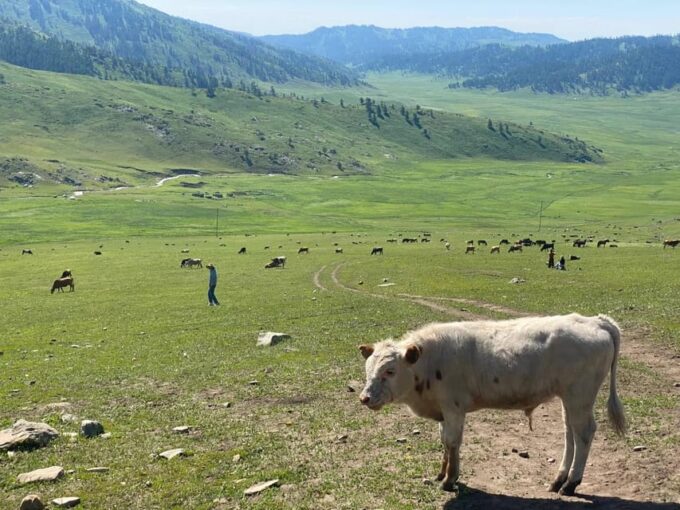 5-Day Urumqi to Kanas Private Tour: Kanas Lake - Contact Information