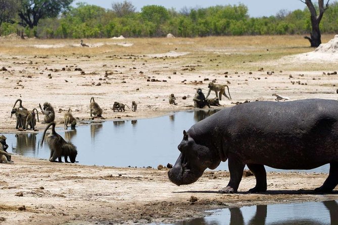 5 Day Victoria Falls and Hwange National Park Accommodated Safari Tour - Safari Destinations