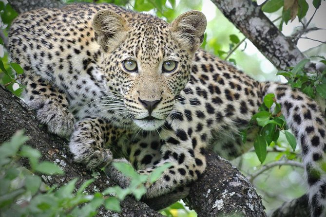 5 Day Victoria Falls and Hwange National Park Accommodated Safari Tour - Traveler Reviews