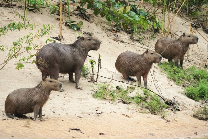 5-Day Wildlife of the Pacaya National Park From Iquitos - Accommodation and Meals
