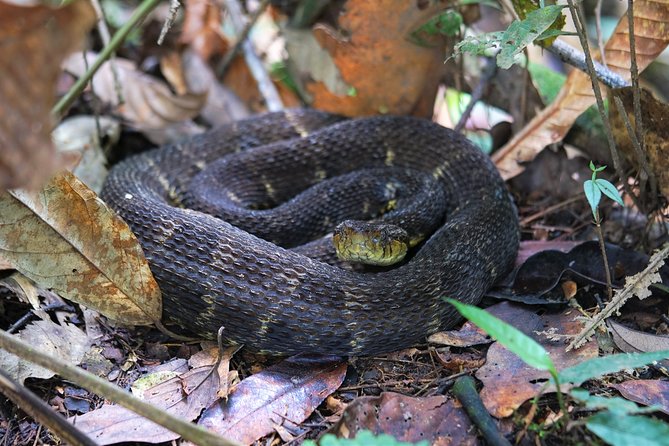 5-Day Wildlife of the Pacaya National Park From Iquitos - Getting to Iquitos