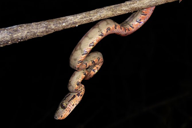 5-Day Wildlife of the Pacaya National Park From Iquitos - Getting to Iquitos