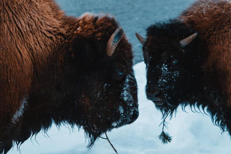 5-Day Winter Yellowstone Wildlife Tour - Itinerary Highlights