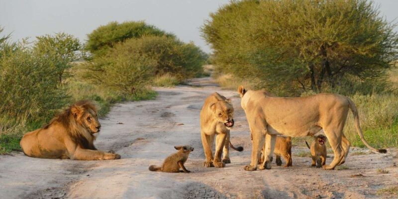 5 Day Zululand Pvt Safari From Durban Plus Drakensberg M - Key Points