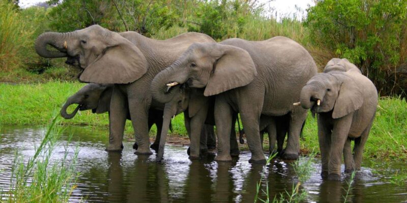 5 Day Zululand Pvt Safari From Durban Plus Drakensberg M - Itinerary Highlights