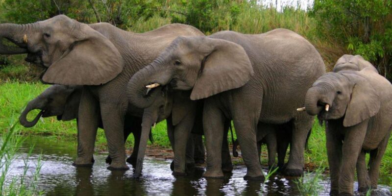 5 Day Zululand Pvt Safari From Durban Plus Drakensberg M - Booking Information