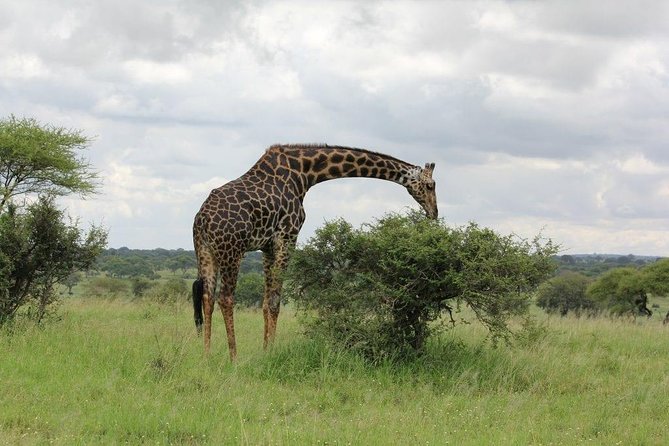 5 Days / 4 Nights Join Group Safari - Included Amenities