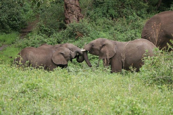 5 Days / 4 Nights Join Group Safari - Booking and Cancellation