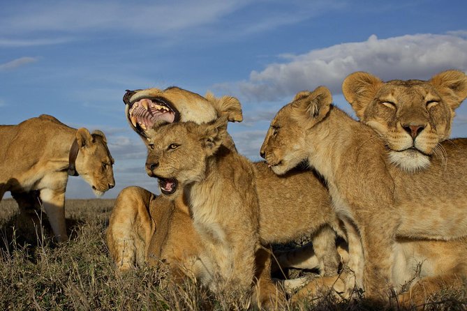 5 Days / 4 Nights Join Group Safari - Safari Experience