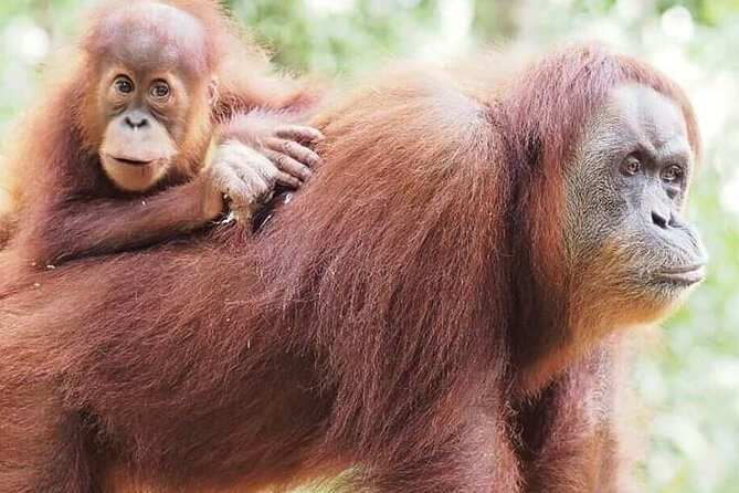 5 Days 4 Nights Jungle Tour Trekking in Bukit Lawang - Good To Know