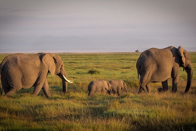 5 Days/4 Nights Kenya Safari - Safari Itinerary