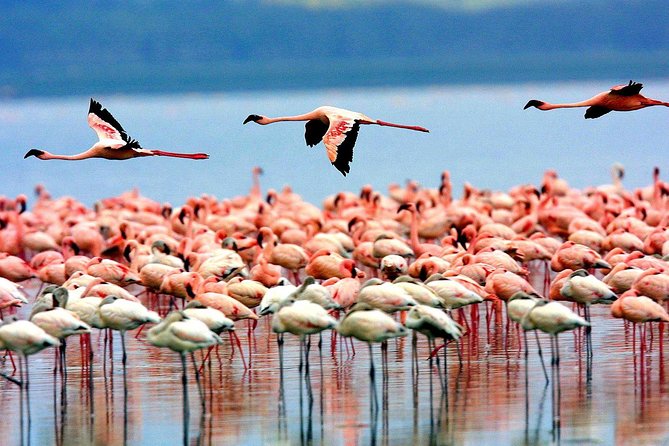 5 Days 4 Nights Tarangire, Serengeti , Ngorongoro & Manyara Wildlife Safari - Exploring Serengeti