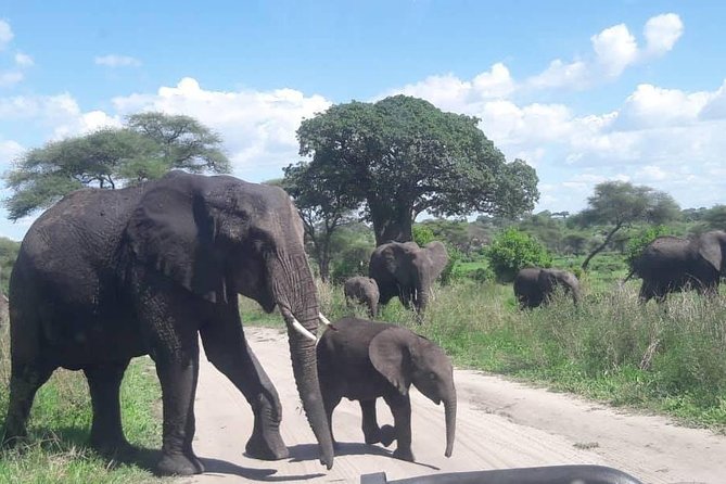 5 Days African Safaris - Accommodation and Meals