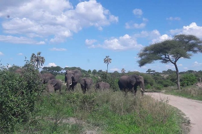 5 Days African Safaris - Transportation and Guides