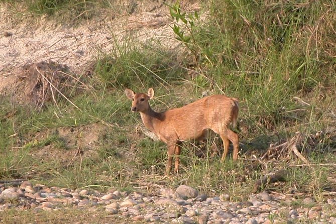 5 Days Bardia National Park Tour With Palpa Overnight Stay - Meeting and Pickup