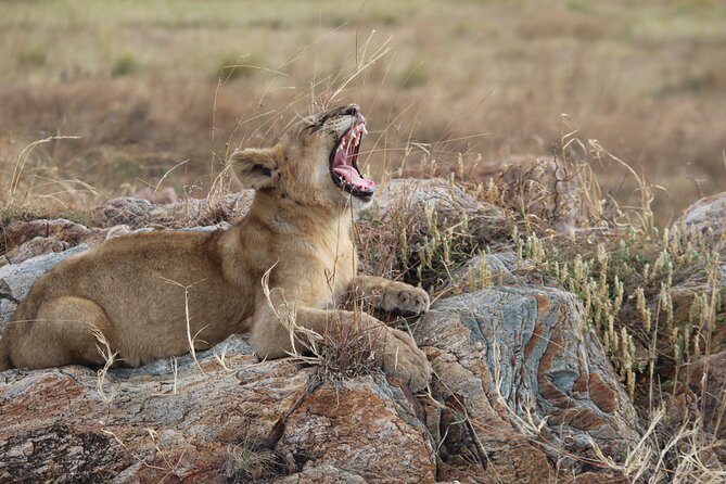 5 Days Best of Tanzania Luxury Safari Northern Circuit - Booking and Confirmation Process