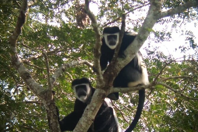 5 Days Best Wildlife Experience in Uganda - Accommodation and Meals