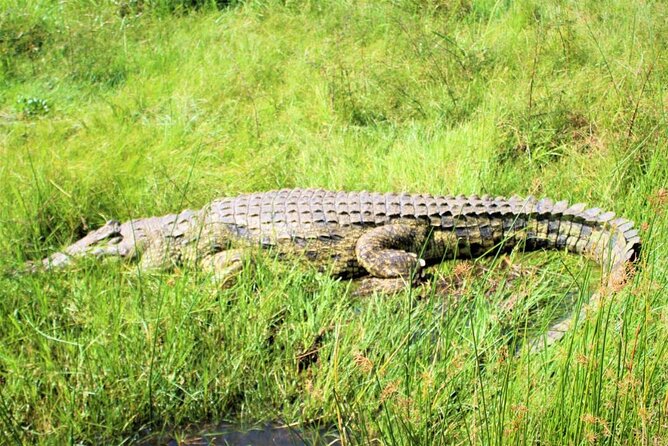 5 Days Best Wildlife Experience in Uganda - Transportation and Logistics