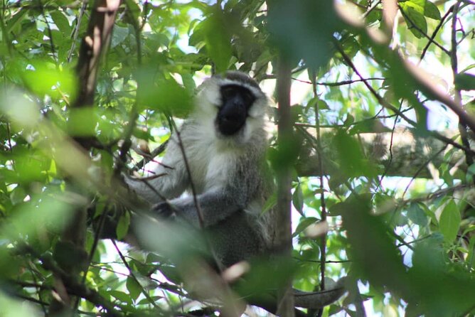 5 Days Best Wildlife Experience in Uganda - Wildlife Encounters