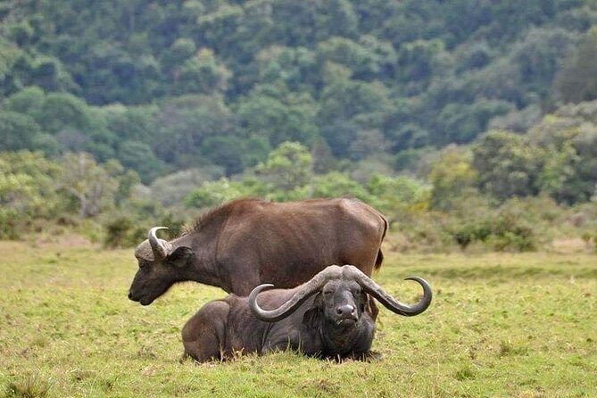 5 Days Budget Private Safari, Tanzania - Serengeti National Park