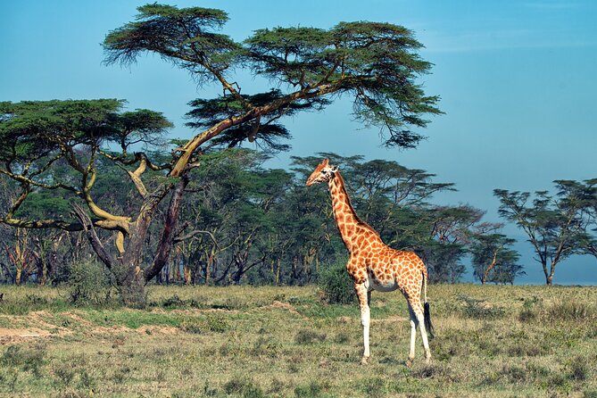 5 Days Budget Safari in Tanzania - Accessibility and Suitability