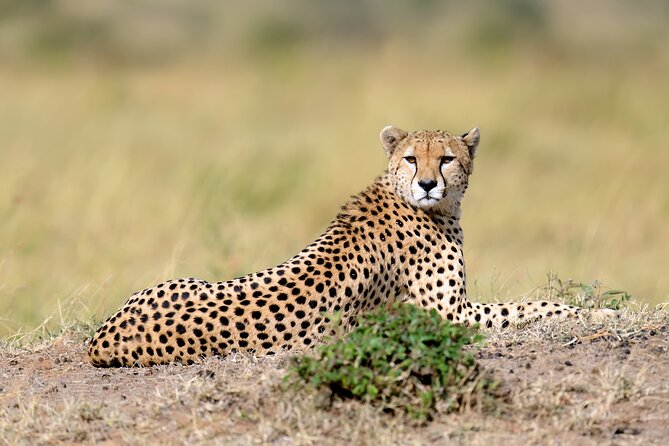 5 Days Budget Safari in Tanzania - Highlights of the Safari