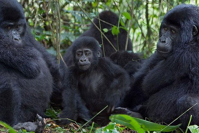 5 Days Bwindi Gorilla Trekking and Queen Elizabeth Safari - Tour Inclusions