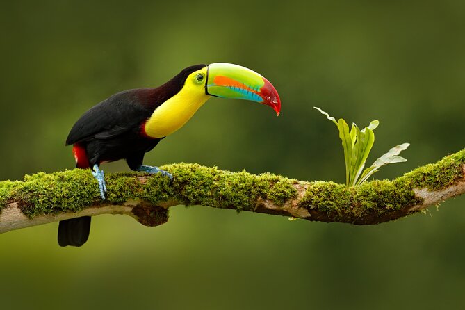 5 Days Cuyabeno Wildlife Reserve Adventure - Taking in Siona Indigenous Culture