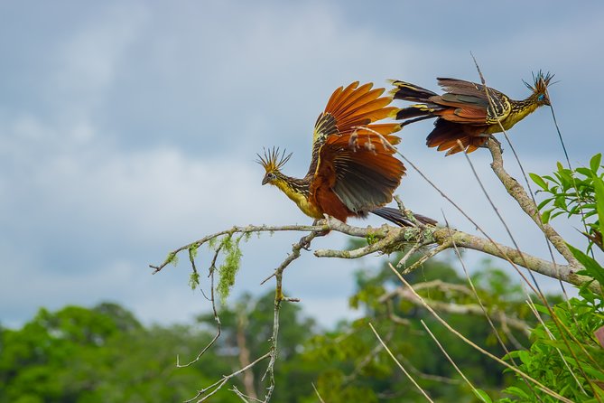 5 Days Cuyabeno Wildlife Reserve Adventure - Observing Wildlife in the Wilderness