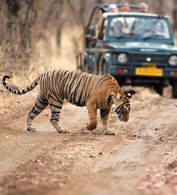 5 Days Delhi Agra Jaipur Private Tour With Leopard Safari - Participant Requirements