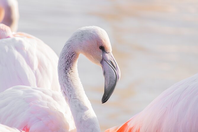 5-Days Discovering Birds of Portugal and Spain With Guide - About Your Stay