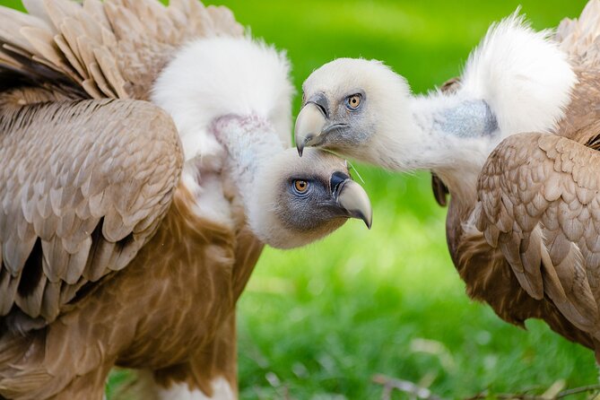 5-Days Discovering Birds of Portugal and Spain With Guide - Pickup and Logistics