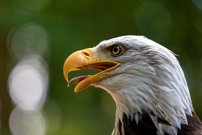 5-Days Discovering Birds of Portugal and Spain With Guide - Health and Accessibility