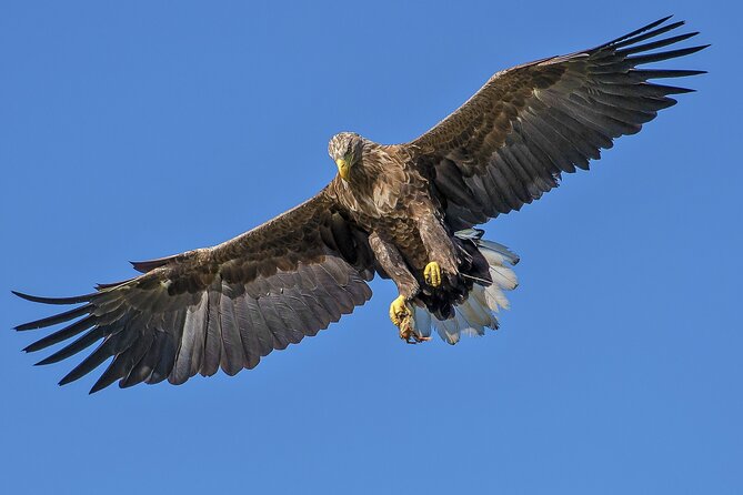 5-Days Discovering Birds of Portugal and Spain With Guide - Booking Details